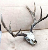 Antler and partial skull of a monster 10-pt buck!! Ready for your next project or your man cave