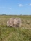 LARGE ORNAMENTAL YARD ROCK