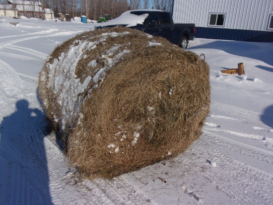 17 - ALFALFA-GRASS MIXED 4' X 4 1/2' ROUND BALES; Thief River Falls area, owner will load