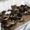 20- DOUBLE FLUTED CHISEL PLOW  VERT. TILLLAGE CONVERSION COULTERS, approx. 17