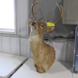 DEER MOUNT