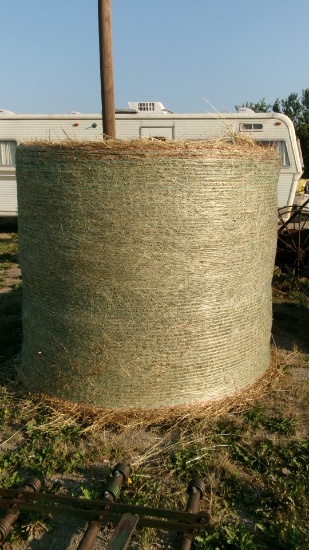 34-1400 # ROUND BALES OF REED CANARY GRASS located at Oklee, Mn. (BID x34)  ph. 432 813-5037