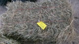 50  SMALL SQUARE BALES OF GRASS HAY, 40# bales, located in Goodridge (high bid per bale x 50)