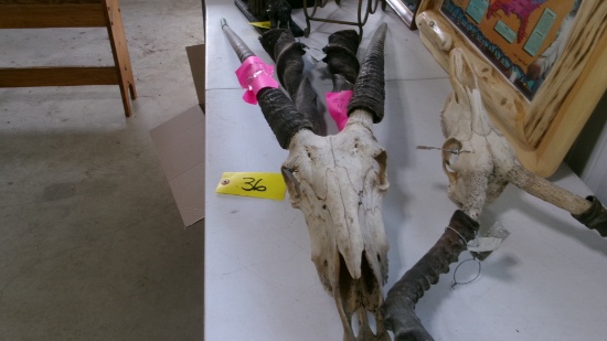 AFRICAN ANTELOPE SKULLS & HORNS