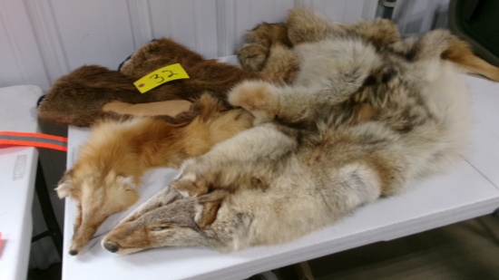 2- PELTS, FUR MITTS