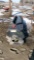 NEW WOLVERINE SKID LOADER MOUNT 72