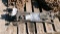 16- DUAL J BOLTS