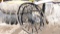2-DUMP RAKE STEEL WHEELS