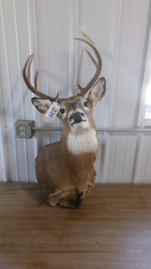 10 POINT DEER MOUNT