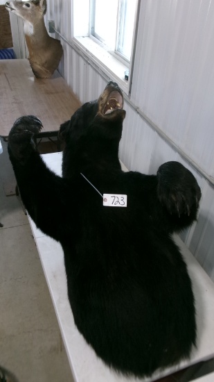 3/4 MOUNT BOAR BEAR