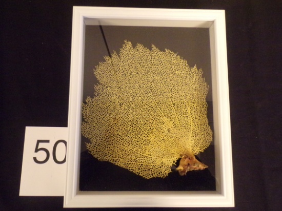 Golden Fan
