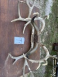 Deerantlers & Bull Horns