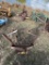 1 Row Cultivator