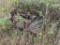 6' Bushhog
