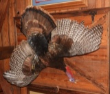 Wall mount turkey