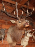 Elk mount, 6x6