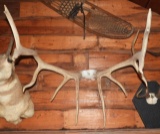 Elk antlers, 6x5