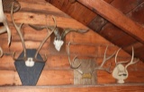 3 mounted antlers & 1 ram