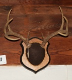 Set of white tail antlers & pronghorn