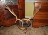 3 pcs - mounted antlers & 2 powder horns