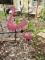 Pair of pink flamingos metal yard art