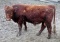 Red Purebred Simmental Bull