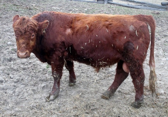 Red Purebred Simmental Bull