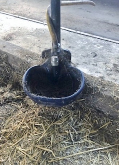 C20 DeLaval Water Bowls!