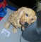 Ceramic Dog!