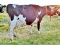 Helling Goldwyn JEWEL!