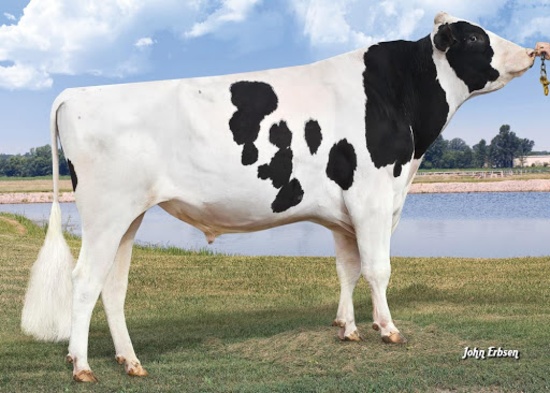 Semen - Mountfield SSI DCY MOGUL!