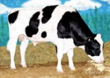 Semen - Sandy Valley BOLTON!