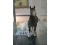 Beswick Horse