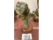 Bronze Figurine