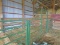 3 Section Calving Pens