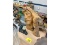 Wood Carvings