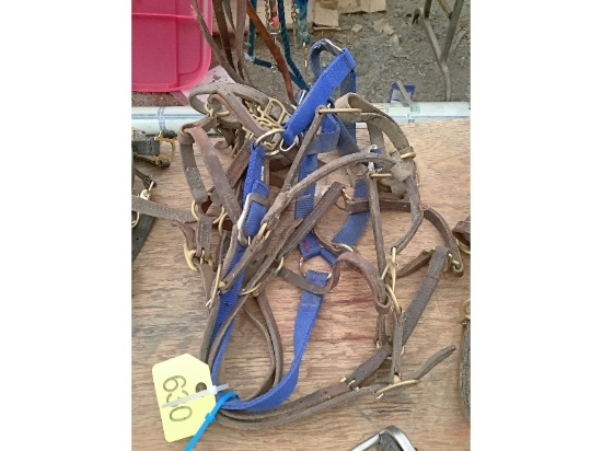 5 Halters