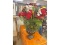 Poinsettia