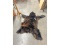 Bear Skin Rug