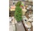 2 Decorative Cedar Trees