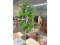 Ornamental Birch Tree
