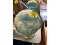 Globe