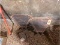 Massey Harris Seed Drill Ends