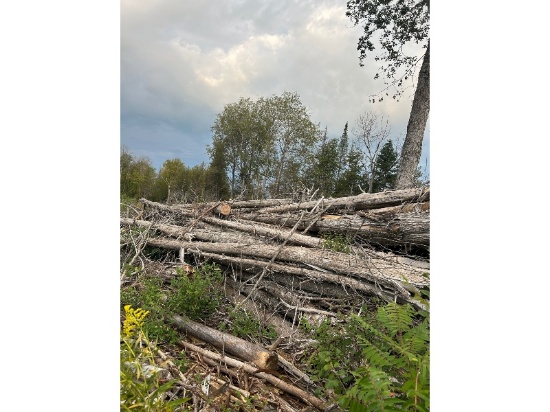 Very Large Pile of Harvested Trees - Lots of Cedar - Strongly Suggest Viewing This Lot
