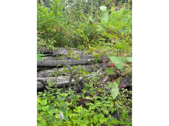 Pile of Cherry Logs - Strongly Suggest Viewing
