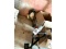 Stihl FS 66 Straight Shaft Trimmer