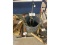 Le Fluer Ash Bucket & Fireplace Tools
