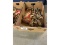 Box of Hay Hooks