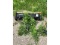 Lawn Sweeper & Tools