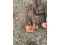 Solid Hitch With Ball